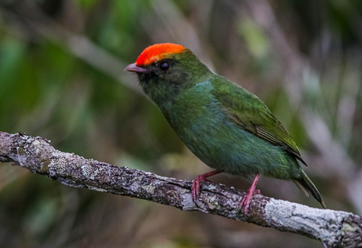 Manakin à longue queue - ML642388719