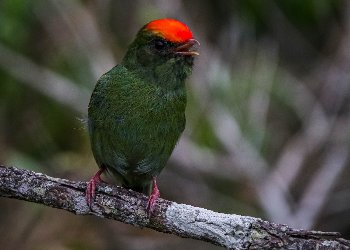 Manakin à longue queue - ML642388720