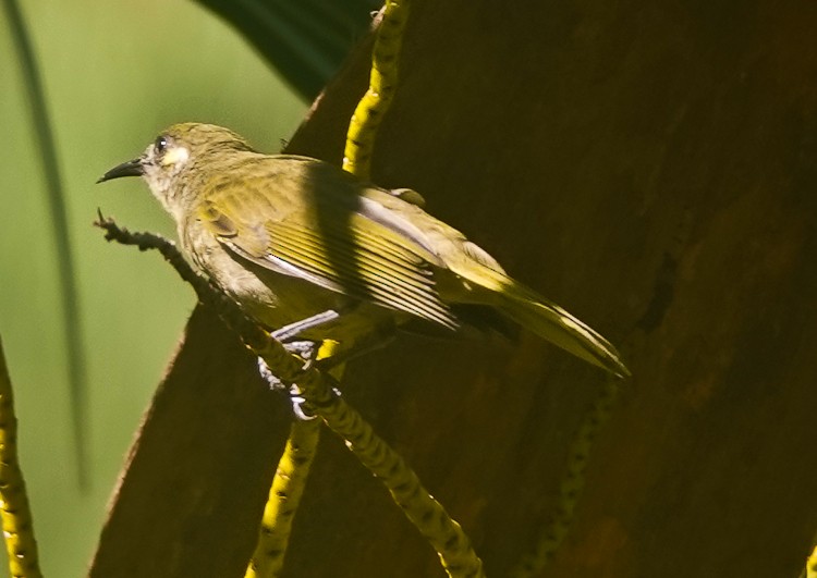 Olive Honeyeater - ML642388727