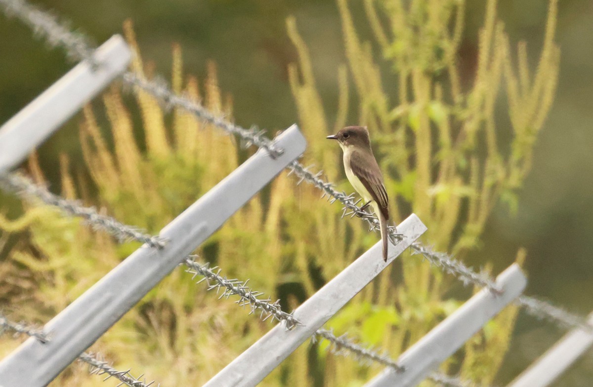 Eastern Phoebe - ML642388739
