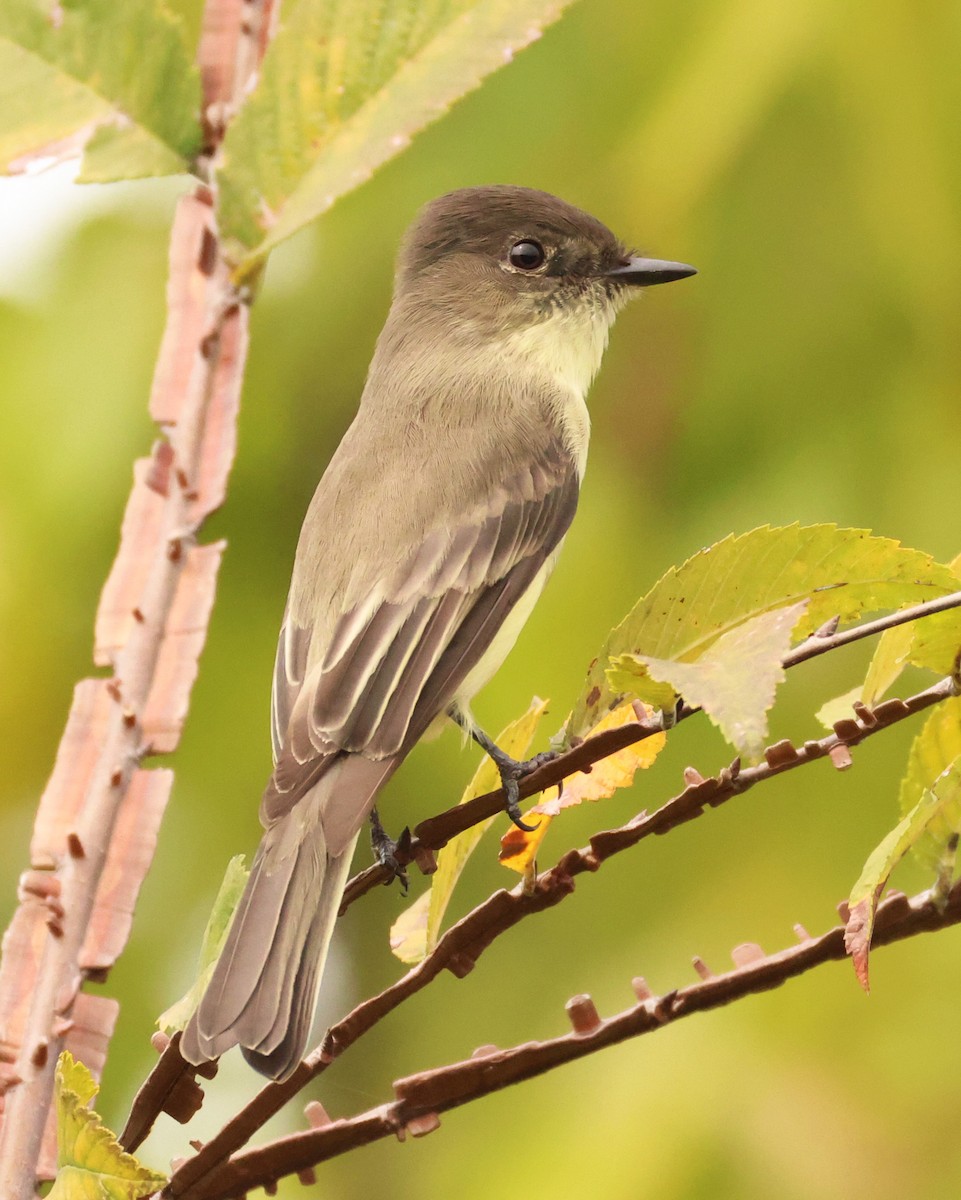 Eastern Phoebe - ML642388740