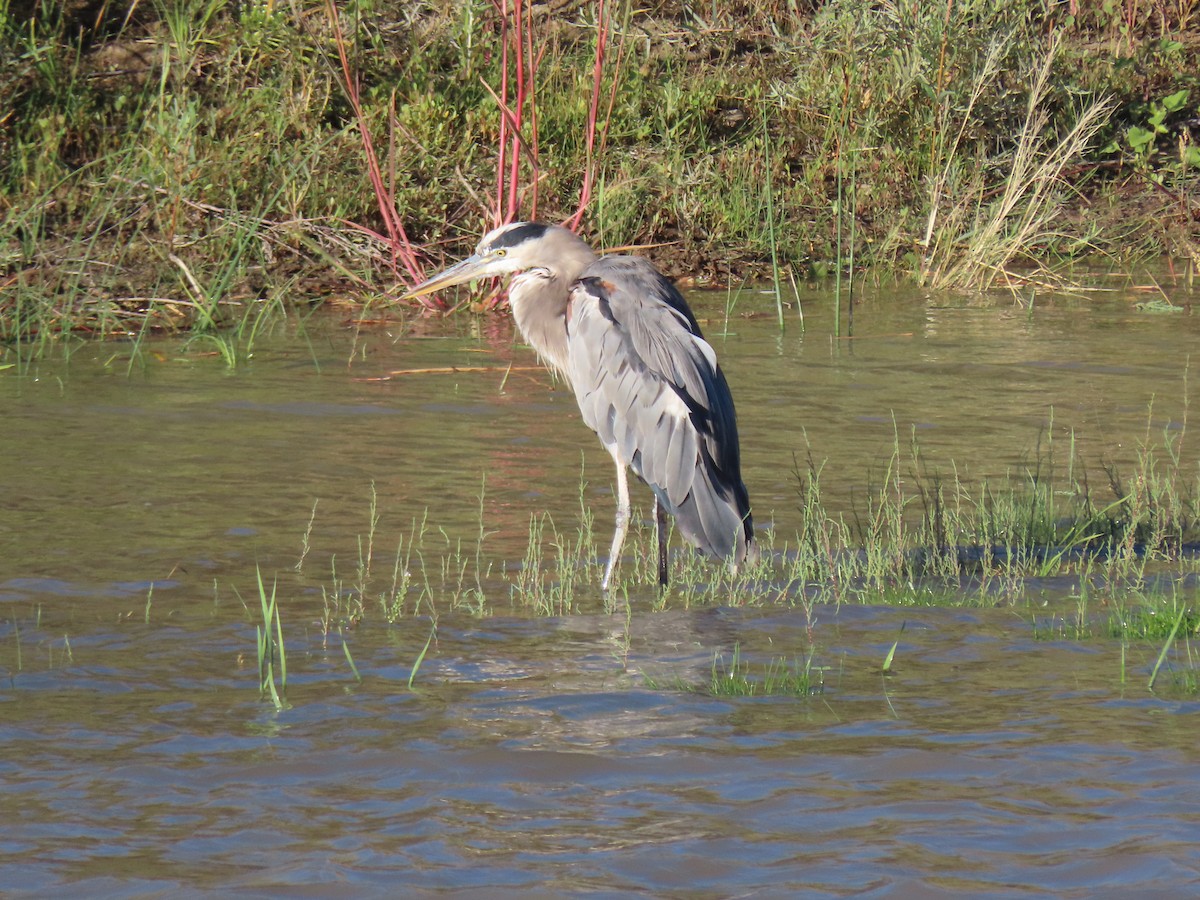 Great Blue Heron - ML642388744