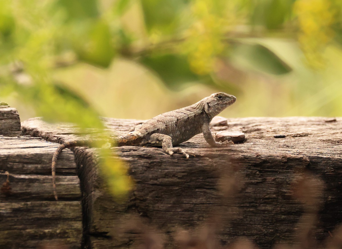 Squamati - ML642388758