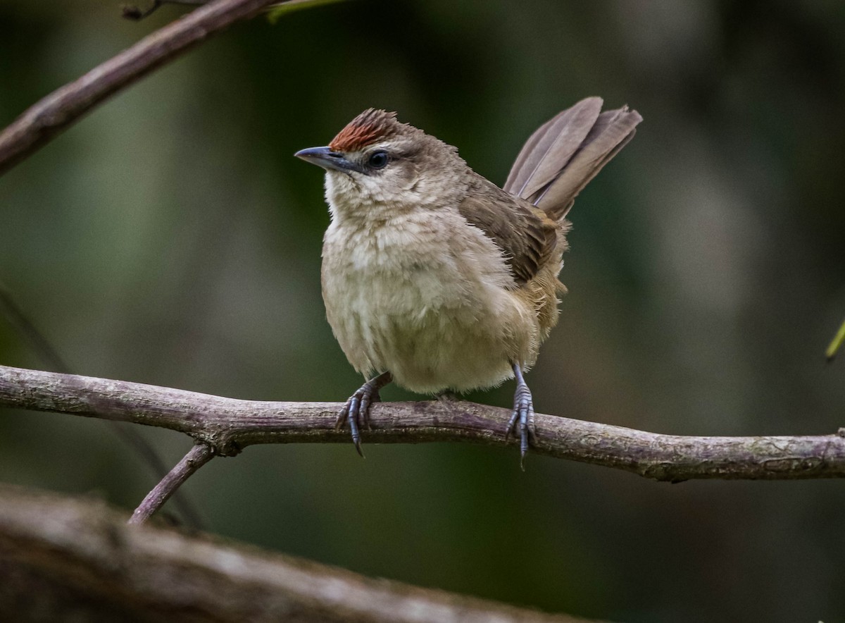 Rufous-fronted Thornbird - ML642388784