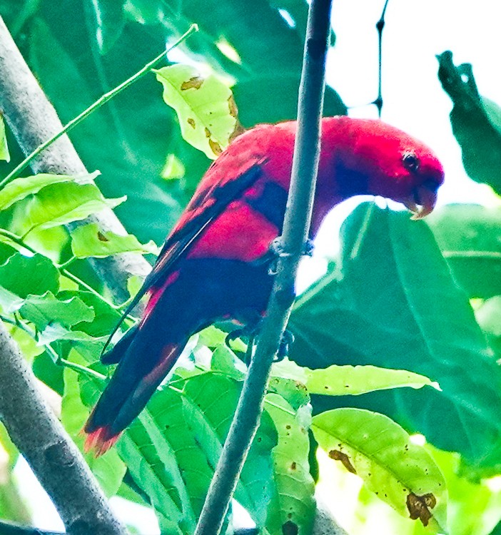 Violet-necked Lory - ML642388841
