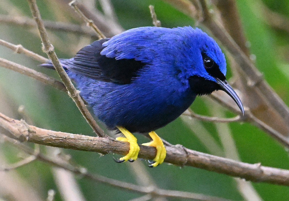 Purple Honeycreeper - ML642388847