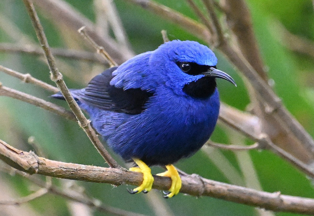 Purple Honeycreeper - ML642388849