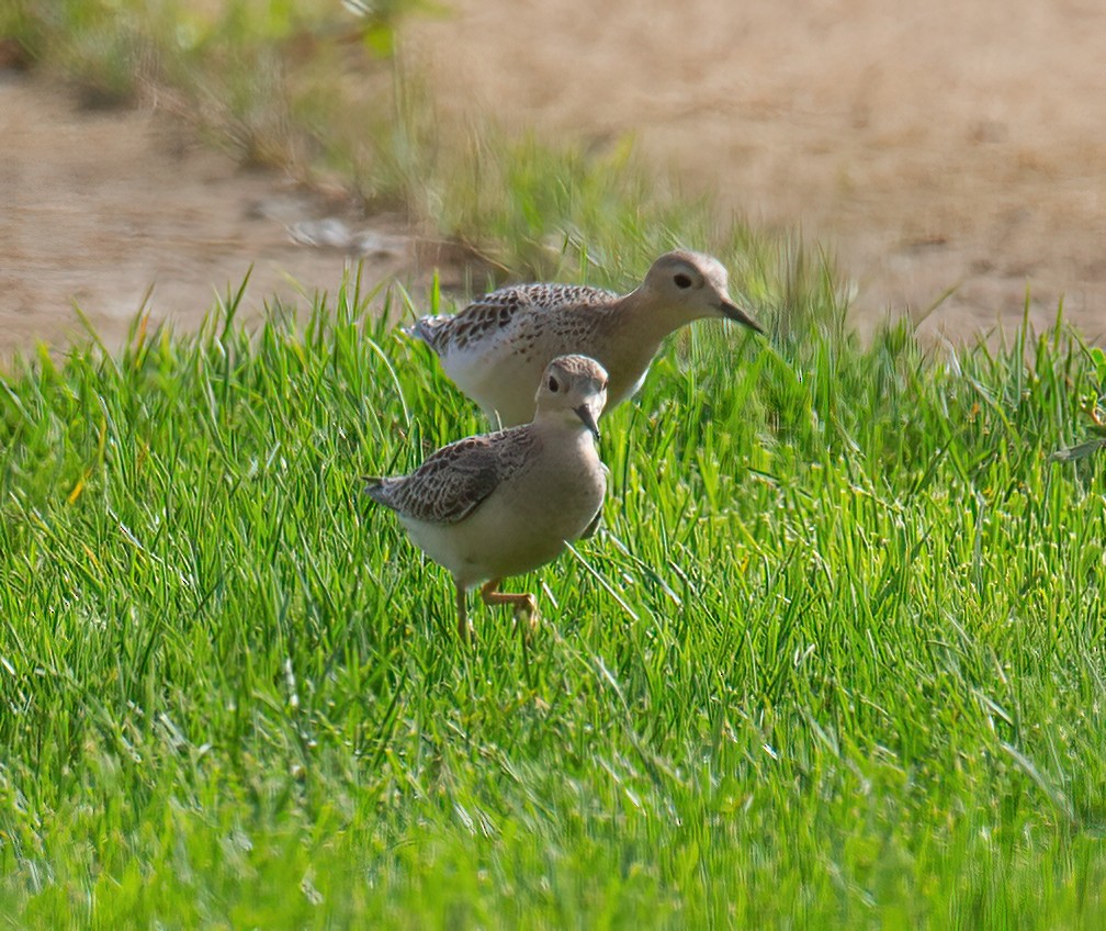 Buff-breasted Sandpiper - ML642388851
