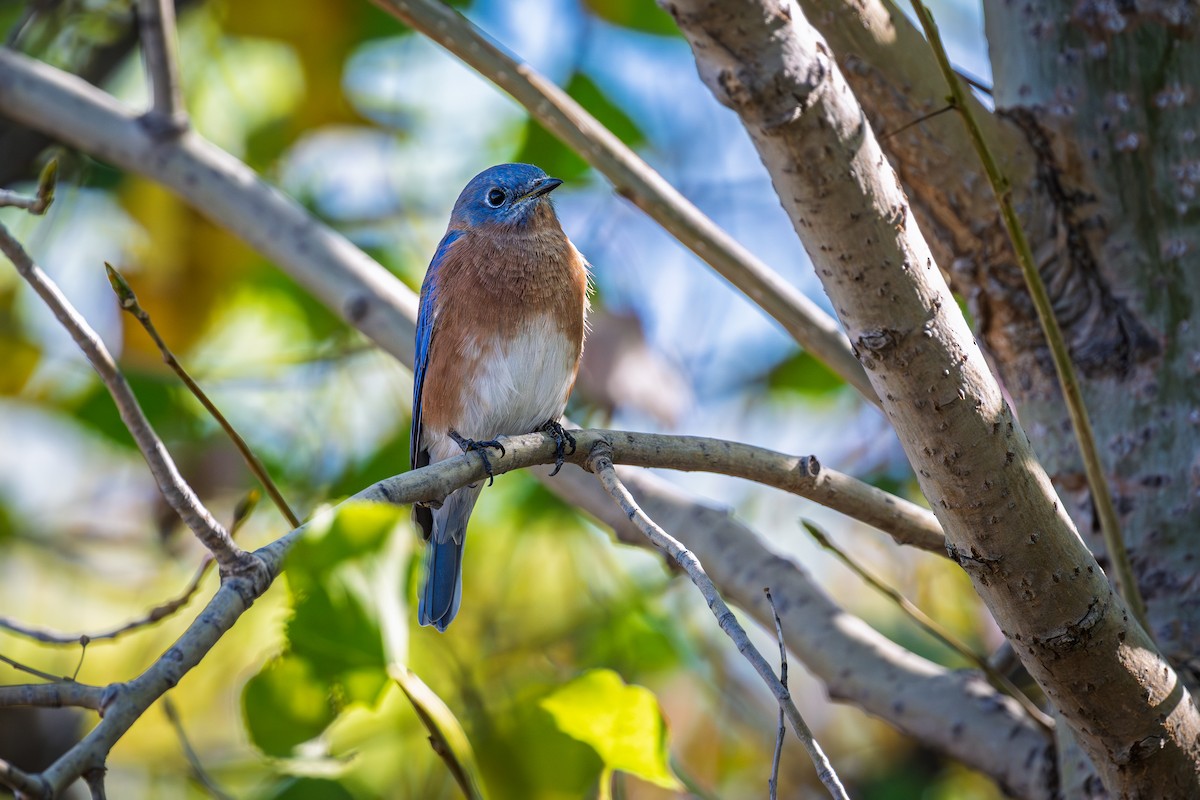 Eastern Bluebird - ML642388859