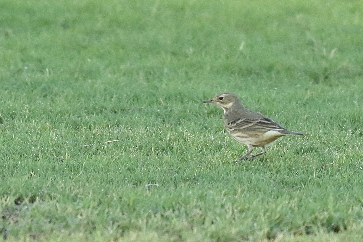 American Pipit - ML642388875