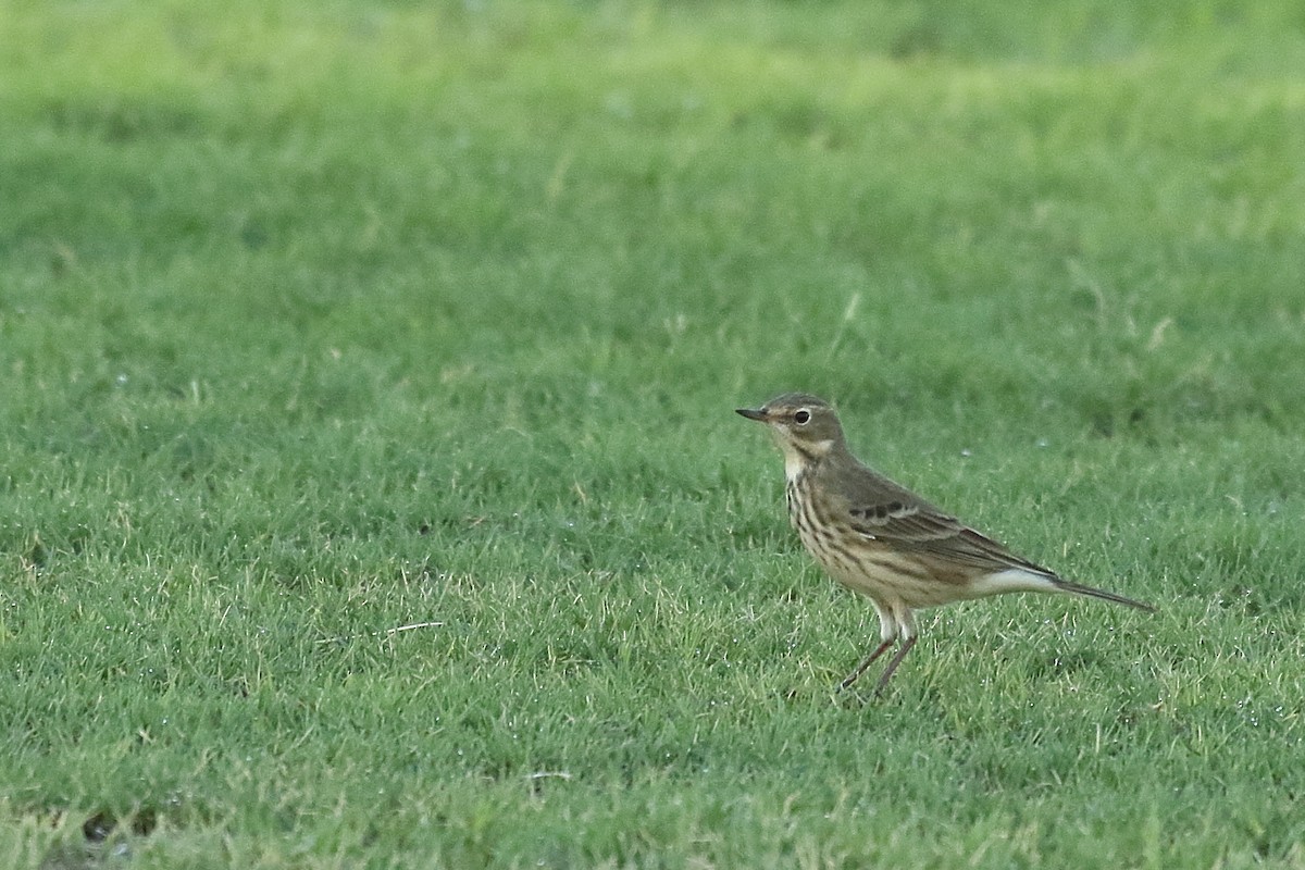 American Pipit - ML642388876