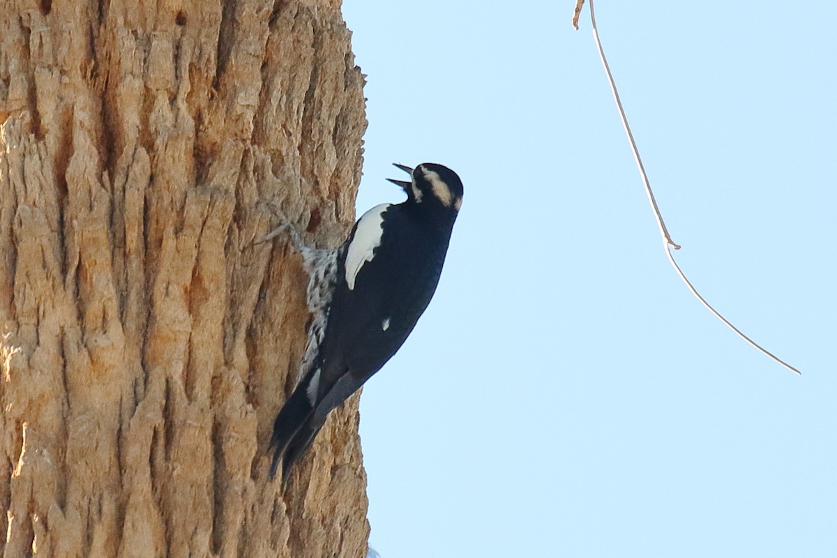 Williamson's Sapsucker - ML642388893