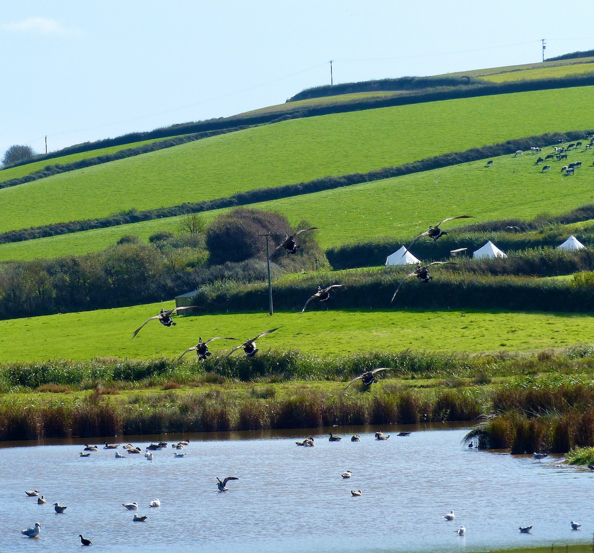 Canada Goose - ML642388911