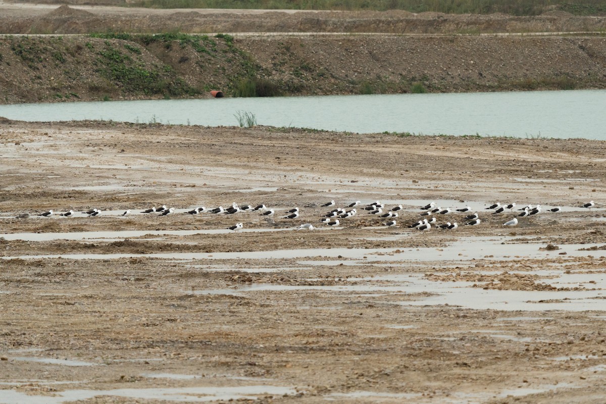 Lesser Black-backed Gull (fuscus) - ML642388926