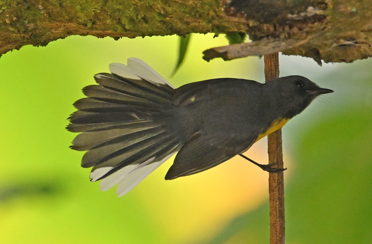 Slate-throated Redstart - ML642388929