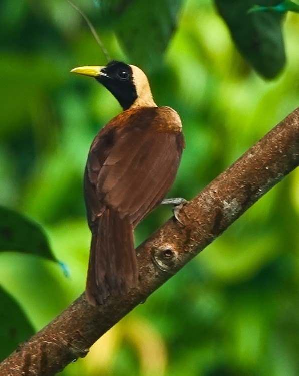 Red Bird-of-Paradise - ML642388935