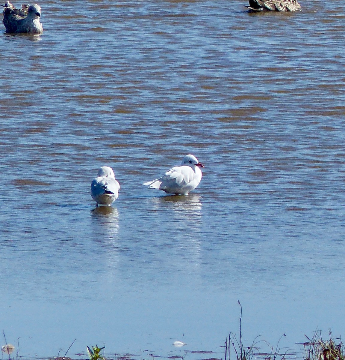 Mouette mélanocéphale - ML642388940