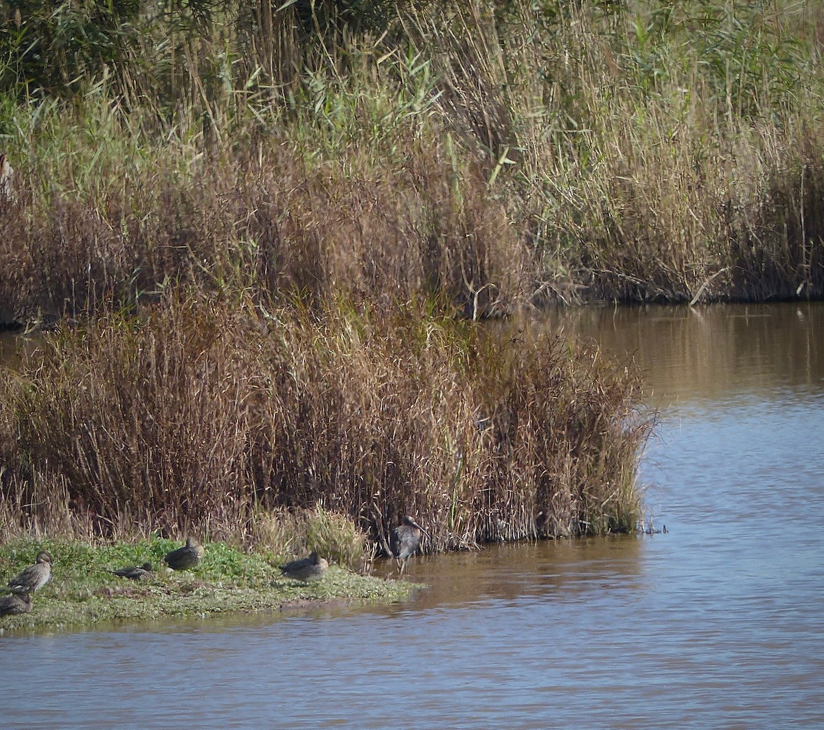 Glossy Ibis - ML642388957