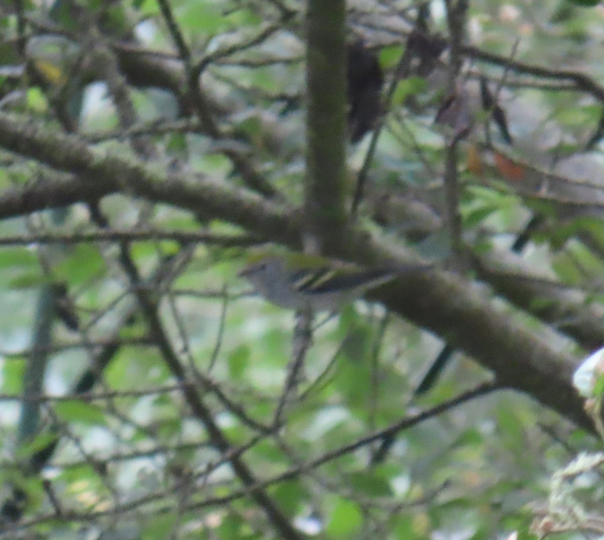 Chestnut-sided Warbler - ML642388965