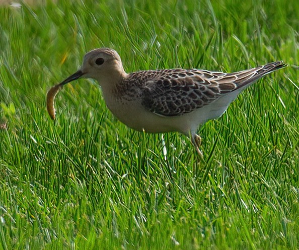 Buff-breasted Sandpiper - ML642388966