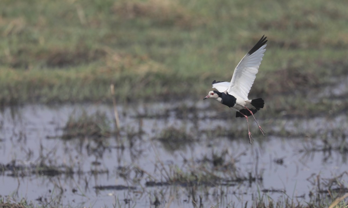 Long-toed Lapwing - ML642388970