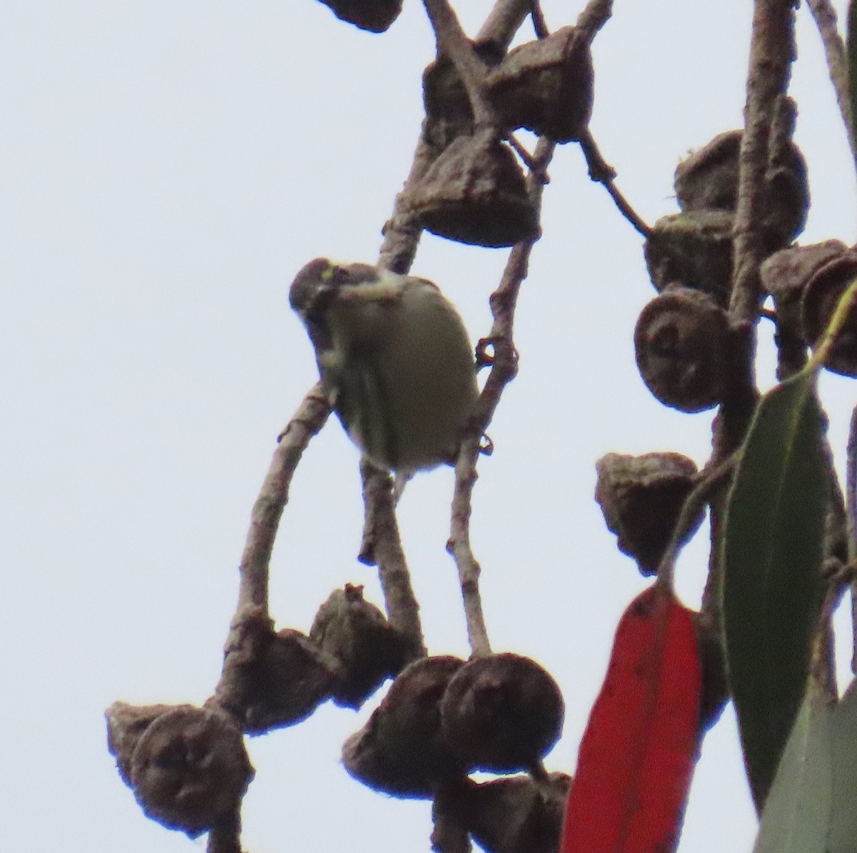 Black-throated Gray Warbler - ML642388974