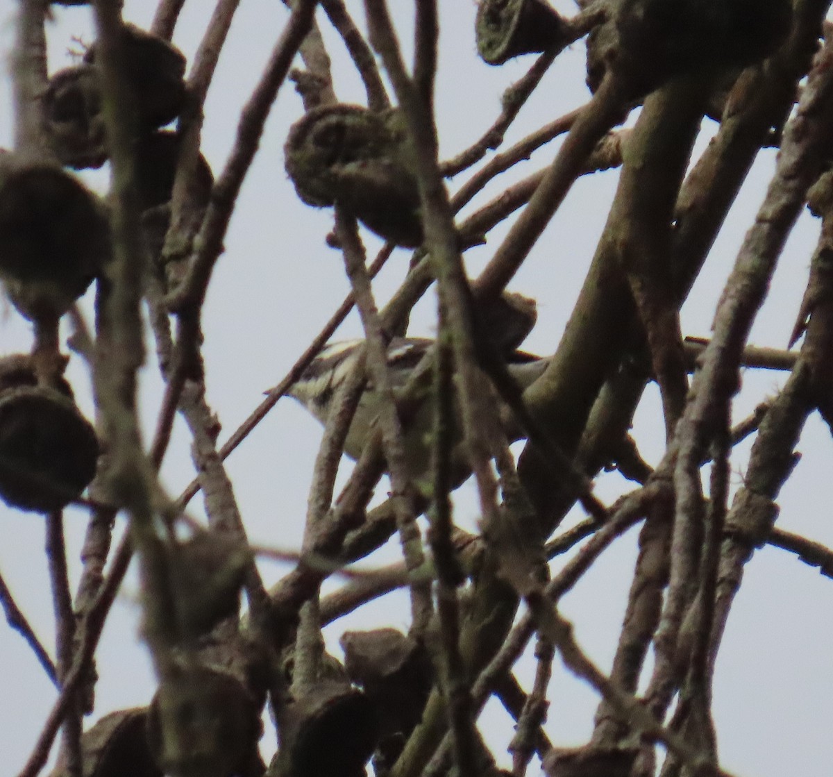 Black-throated Gray Warbler - ML642388975