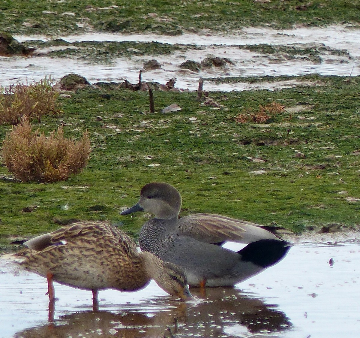 Gadwall - ML642388981