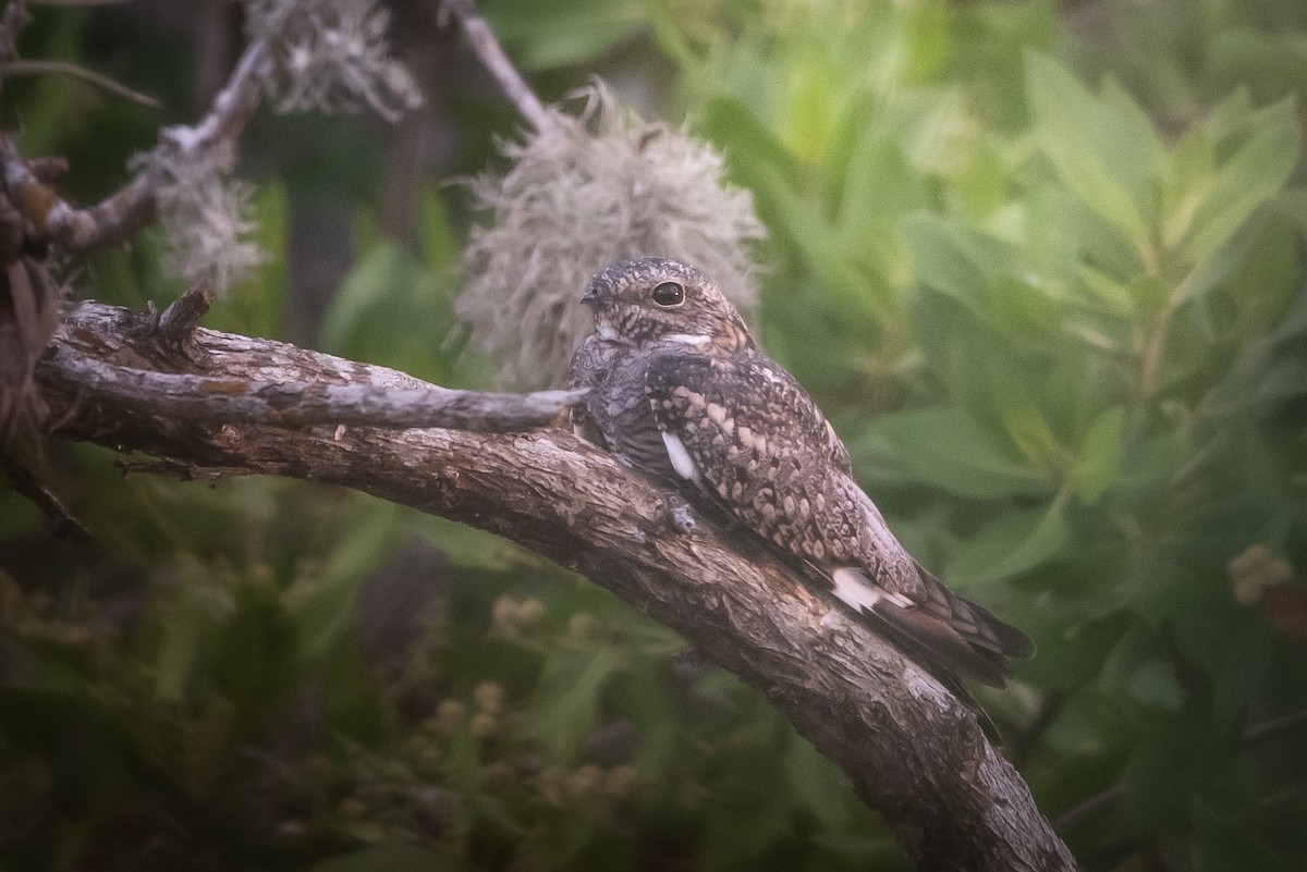 Common Nighthawk - ML642388984