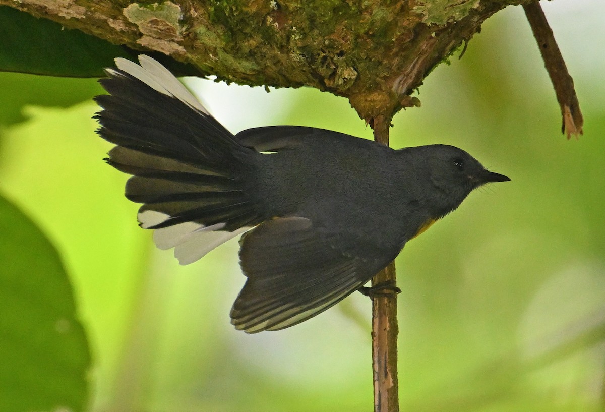 Slate-throated Redstart - ML642388985