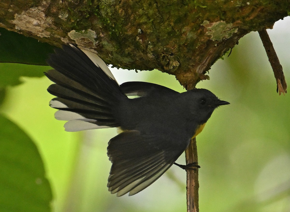 Slate-throated Redstart - ML642388986