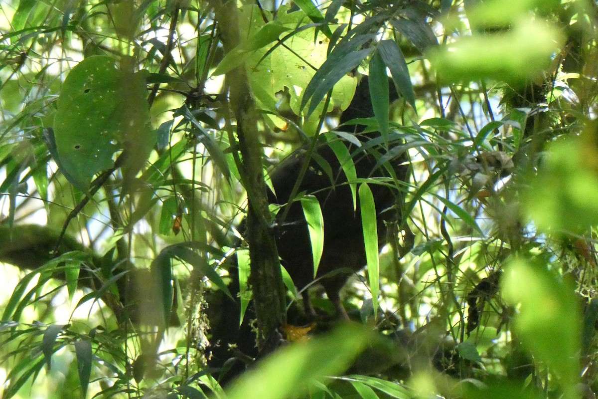 Andean Guan - ML642388993