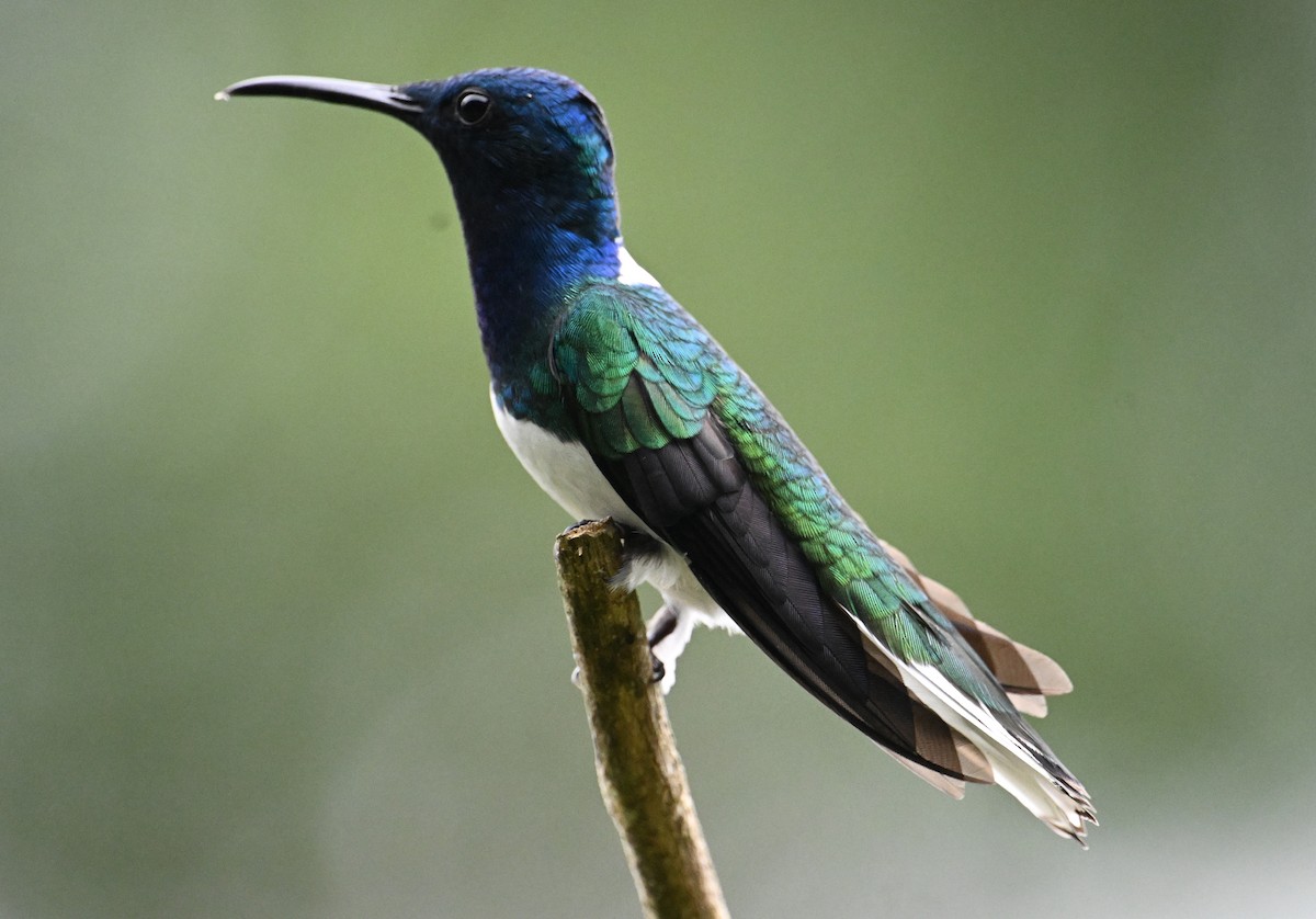 White-necked Jacobin - ML642388999