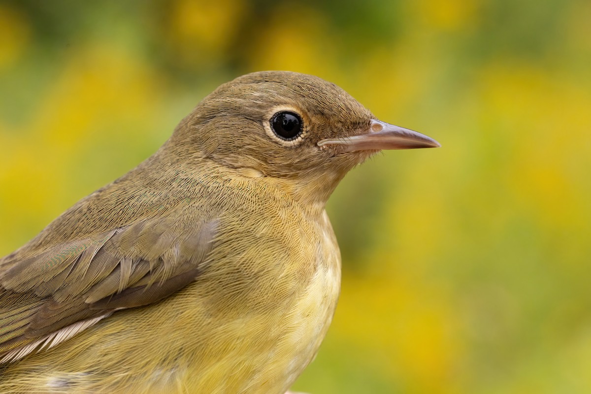 Connecticut Warbler - ML642389033