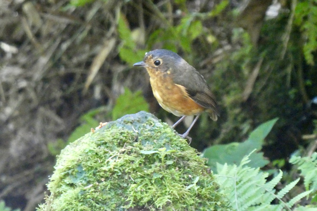 Slate-crowned Antpitta - ML642389046