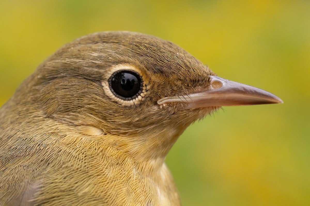 Connecticut Warbler - ML642389060