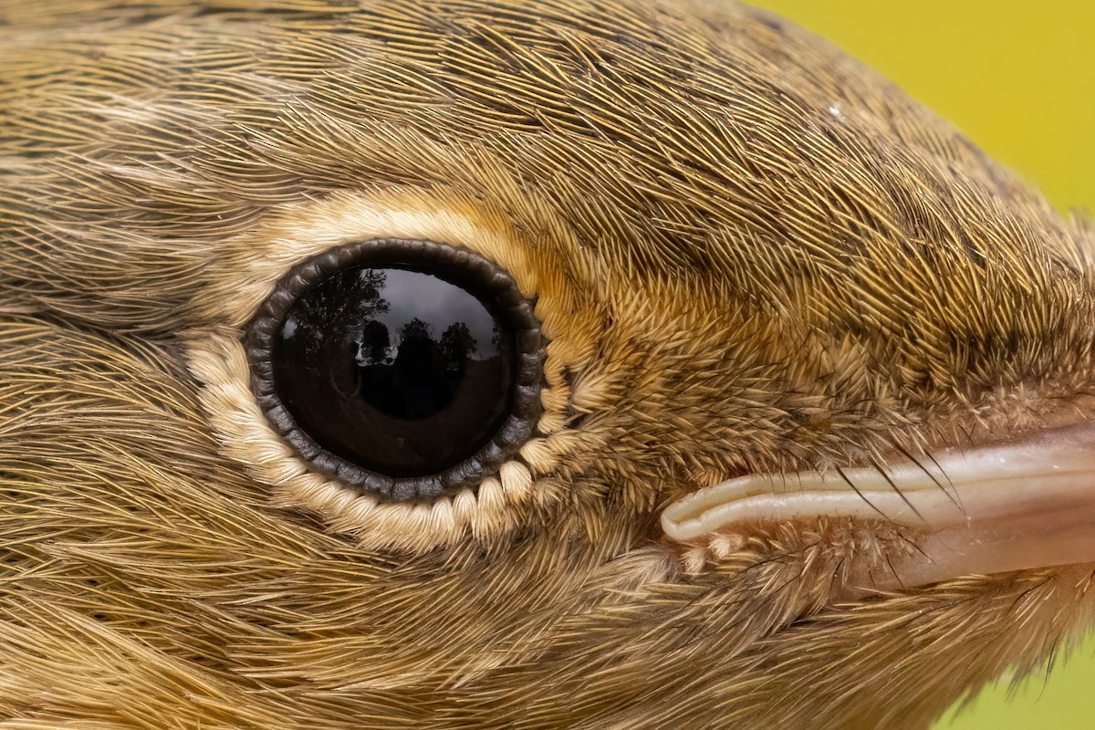 Connecticut Warbler - ML642389063