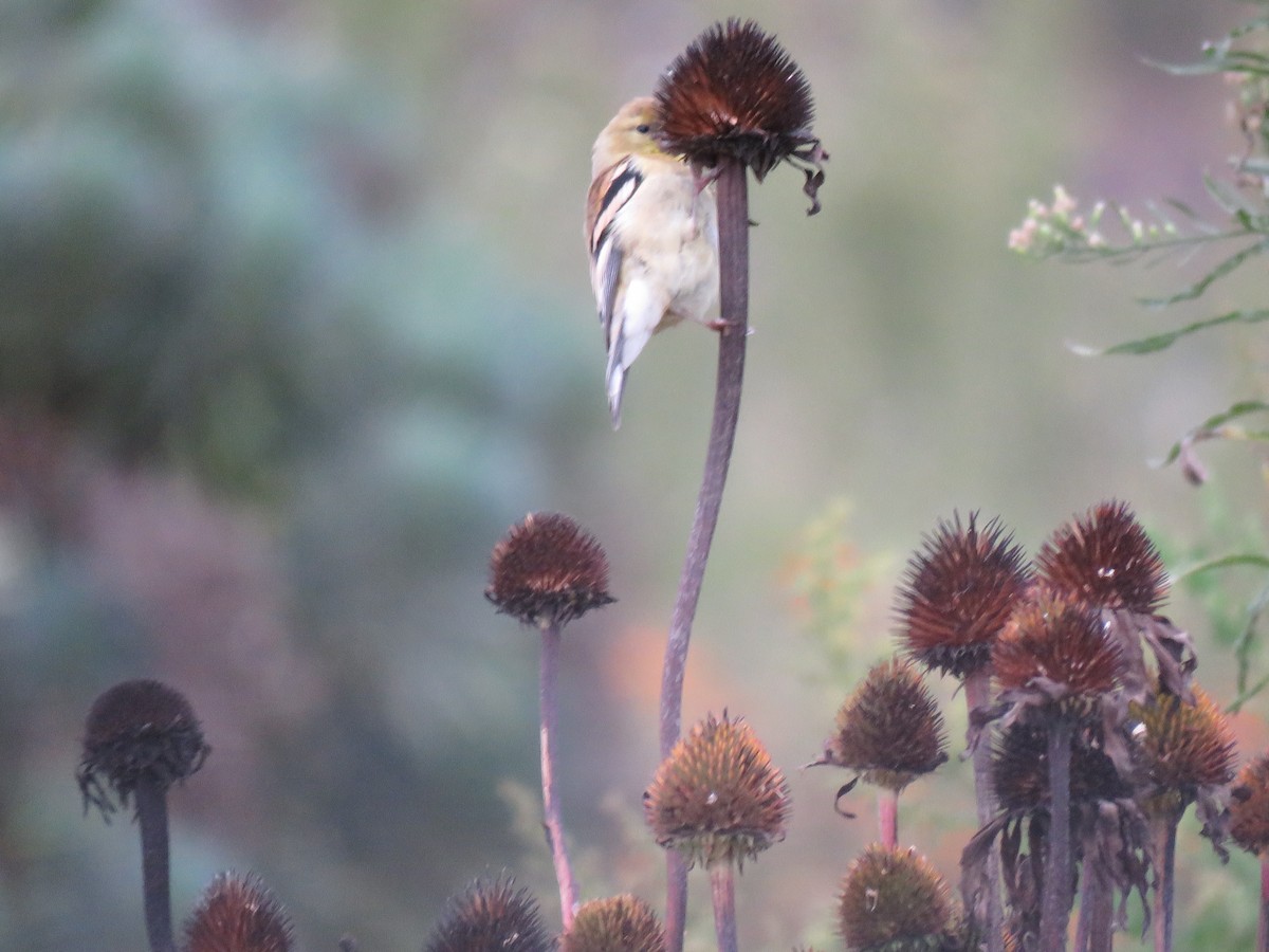 American Goldfinch - ML642389070