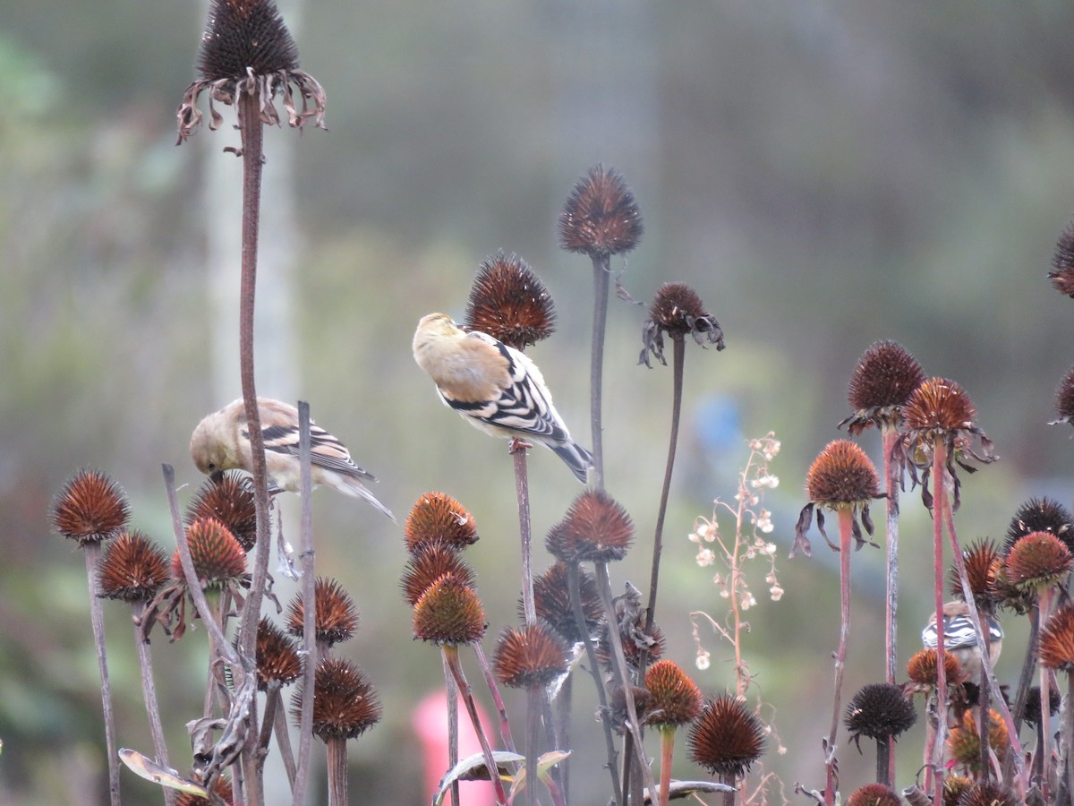 American Goldfinch - ML642389071