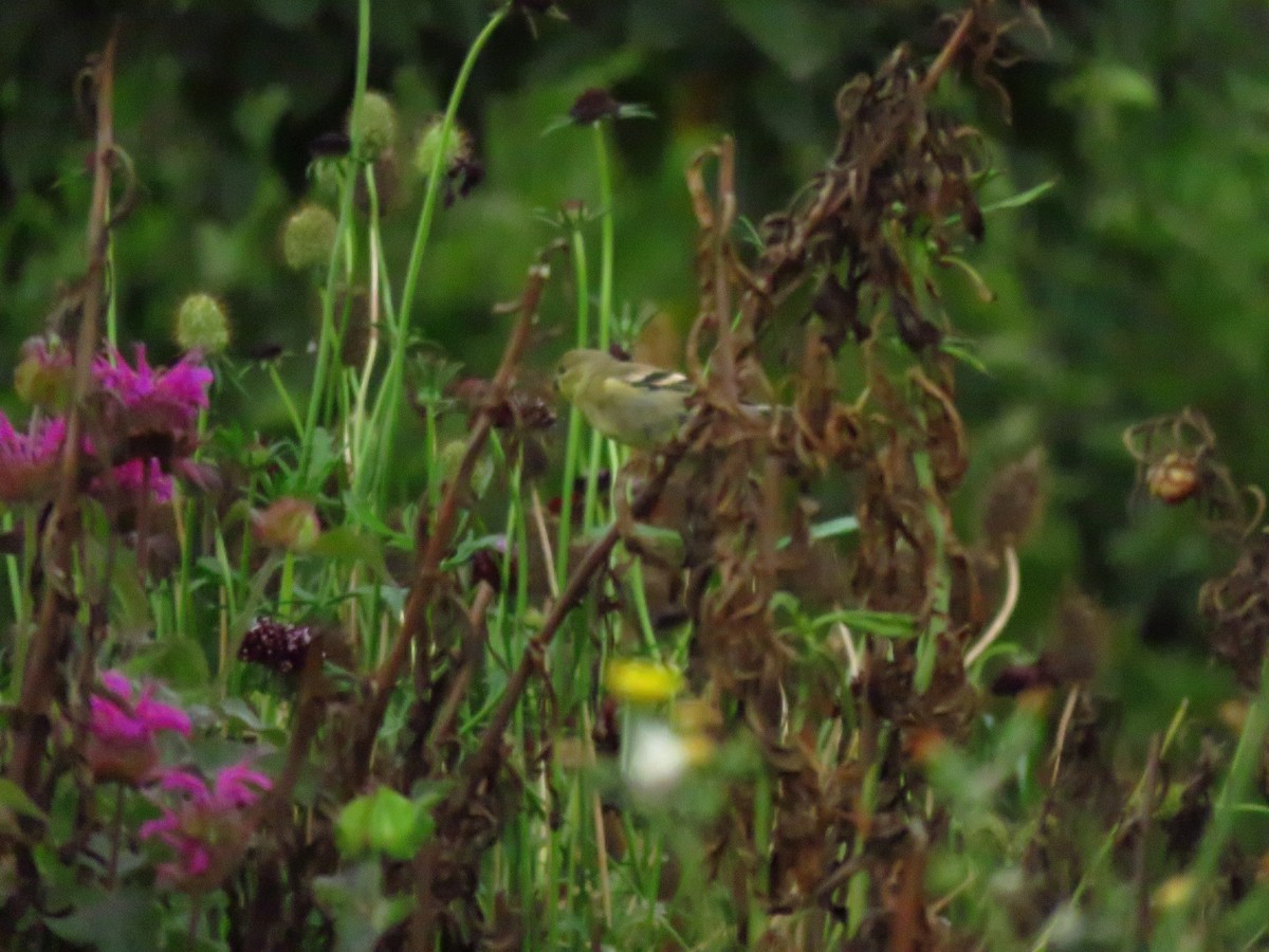 American Goldfinch - ML642389072