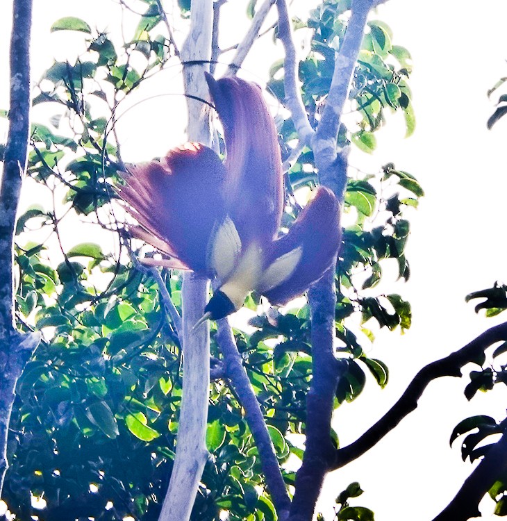 Red Bird-of-Paradise - ML642389073