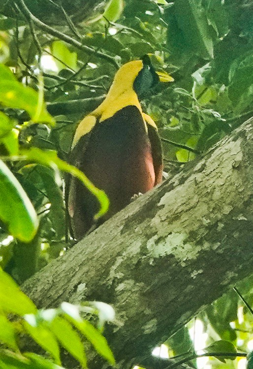 Red Bird-of-Paradise - ML642389091