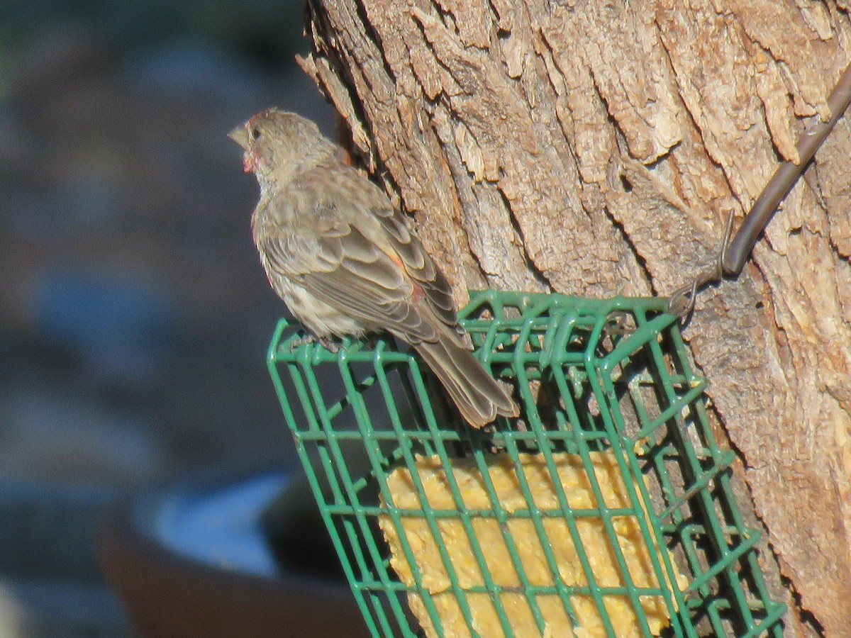 House Finch - ML642389092