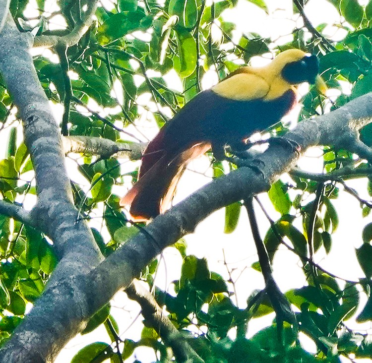 Red Bird-of-Paradise - ML642389099