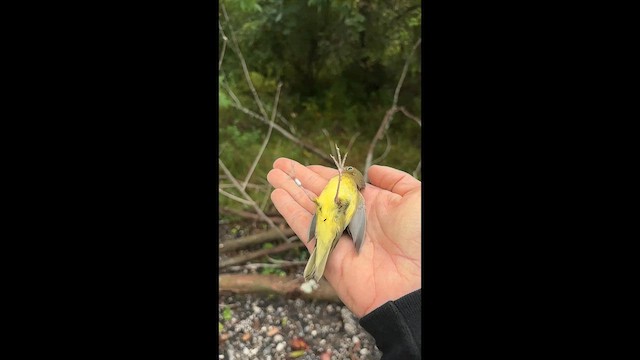 Connecticut Warbler - ML642389104