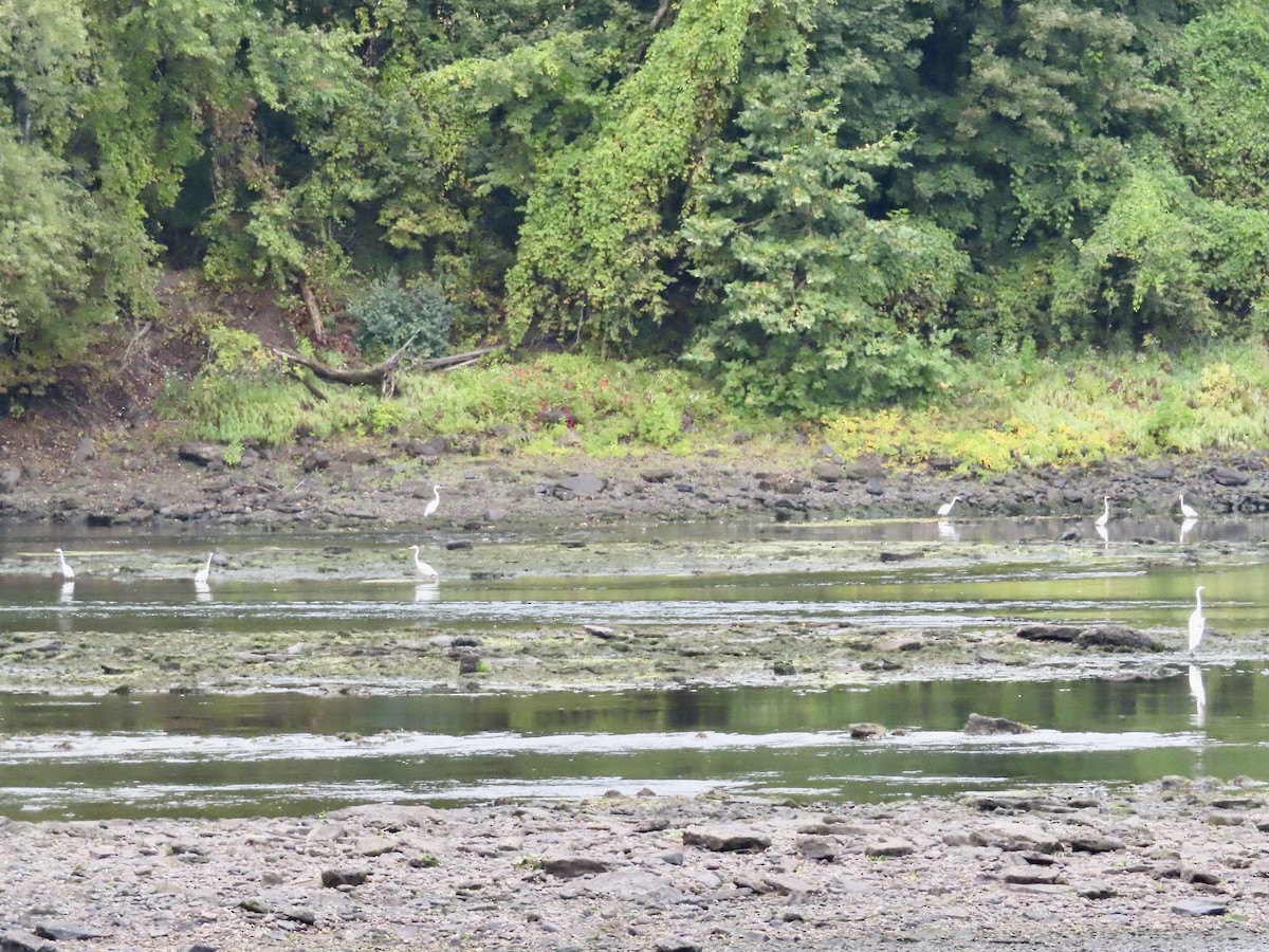 Great Egret - ML642389115