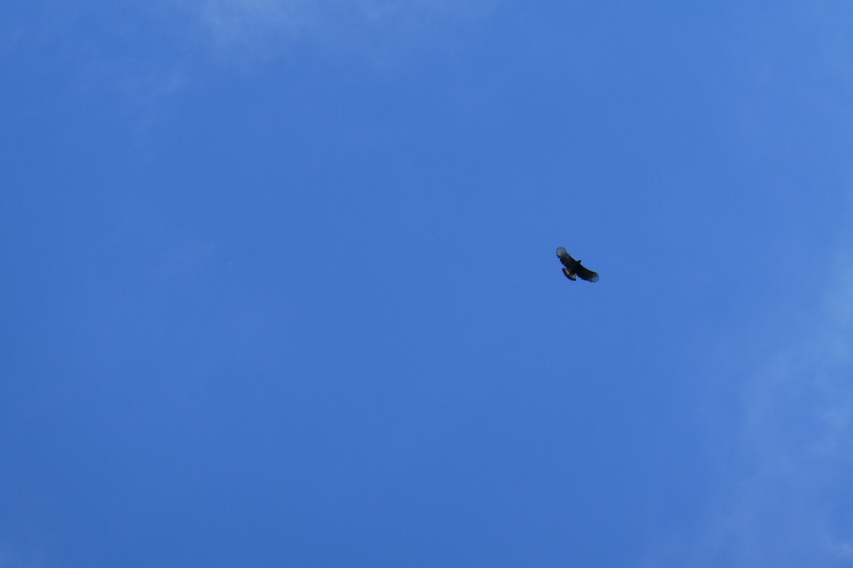 Black-and-chestnut Eagle - ML642389116