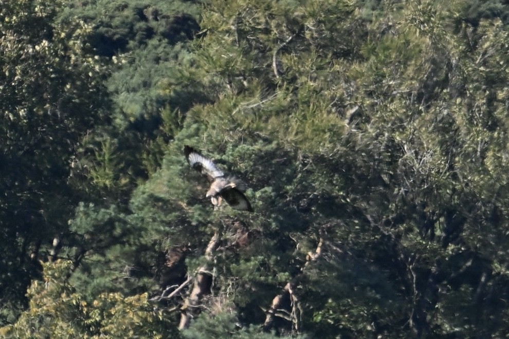 Common Buzzard - ML642389118