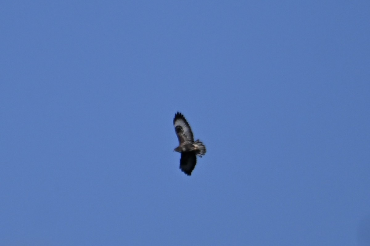 Common Buzzard - ML642389119
