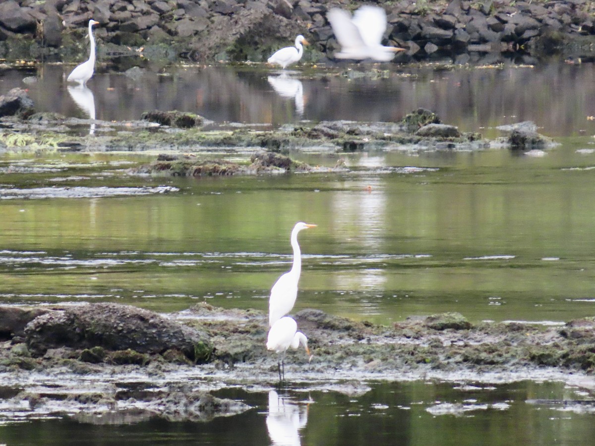 Great Egret - ML642389120